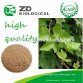 100% pure nature English Ivy Extract for Medicine Cough